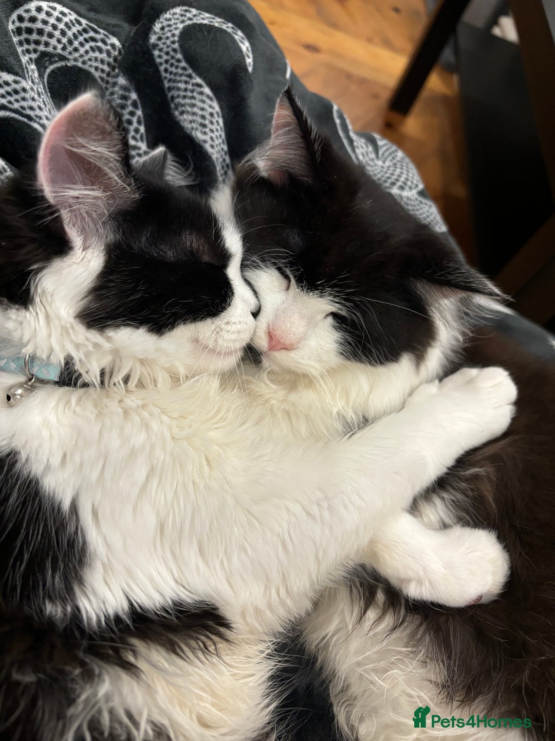 Mixed Breed cats for sale: Momo mane coon mix  - Advert 12