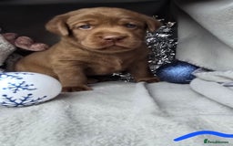 Labrador Retriever dogs for sale: Chunky cute lab pups for sale - Image 1