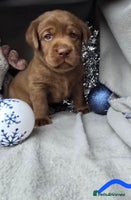 Labrador Retriever dogs - Advert 3