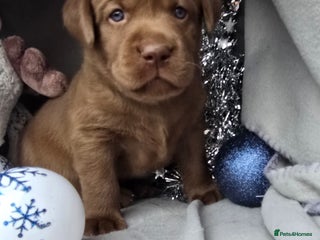 Labrador Retriever dogs for sale - Advert 1