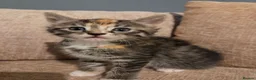 Domestic Shorthair cats for sale:  Beautiful Kittens Looking for Their Forever Homes in Peterborough - Advert 3