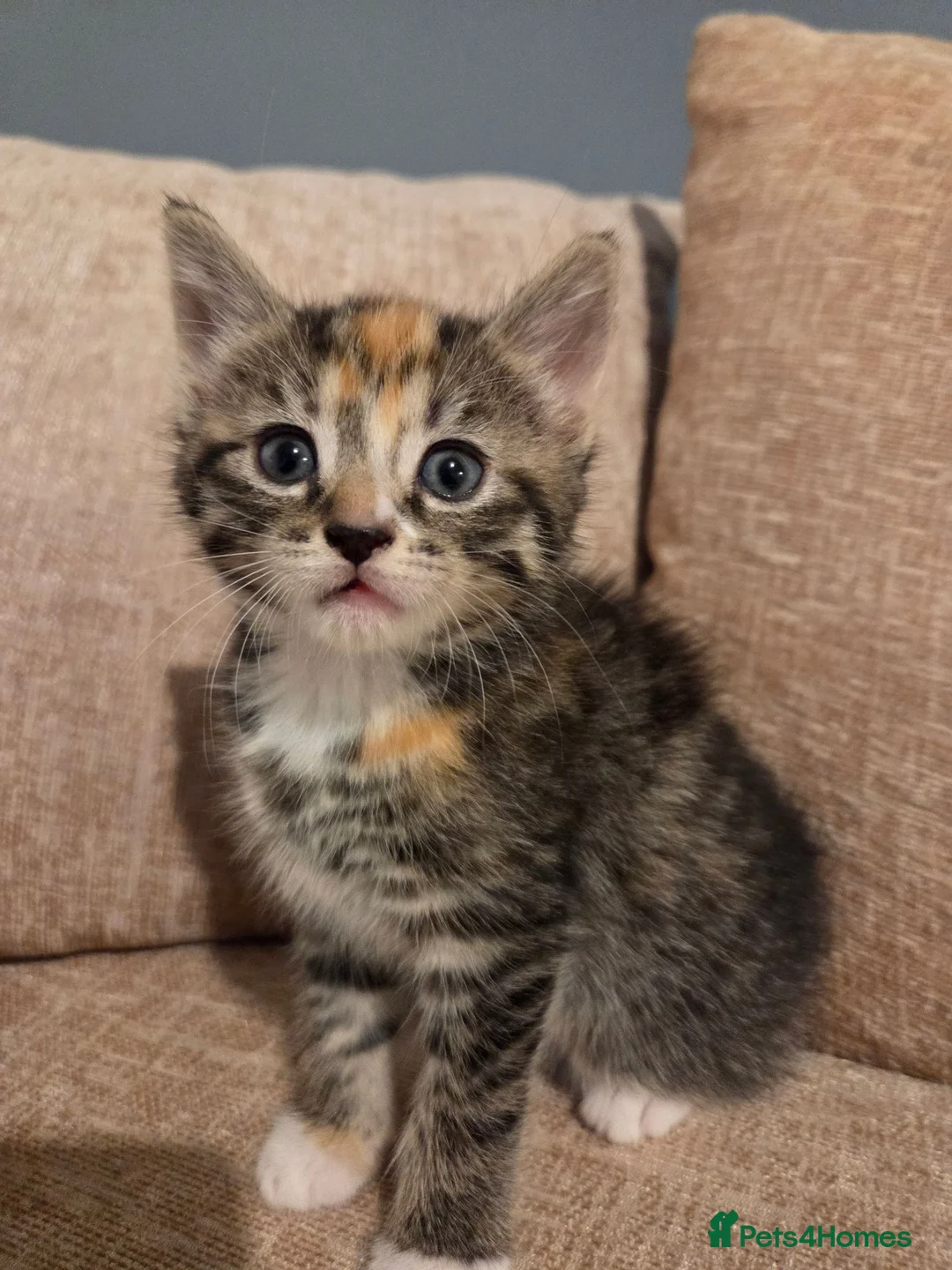 Domestic Shorthair cats for sale:  Beautiful Kittens Looking for Their Forever Homes in Peterborough - Advert 3