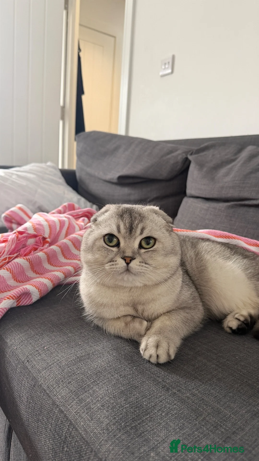 Scottish Fold cats for sale: Lovely Friendly Cat Looking for a Loving Home - Advert 2