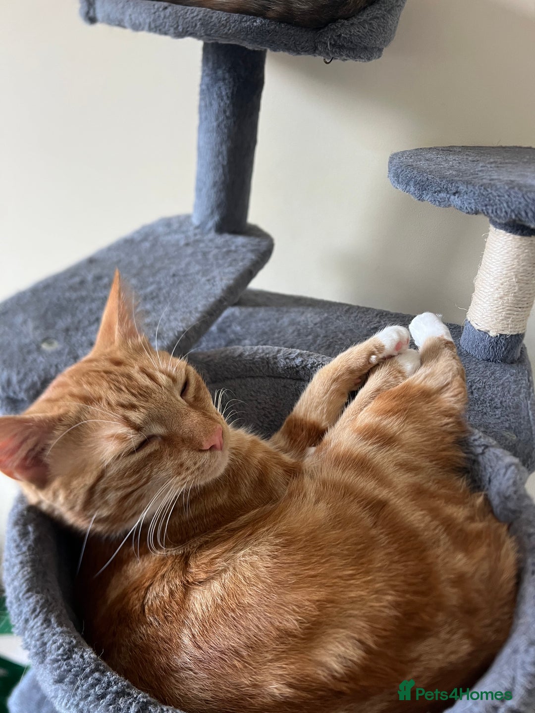 Domestic Shorthair cats for sale: Free Rehome 10 cats - Advert 15