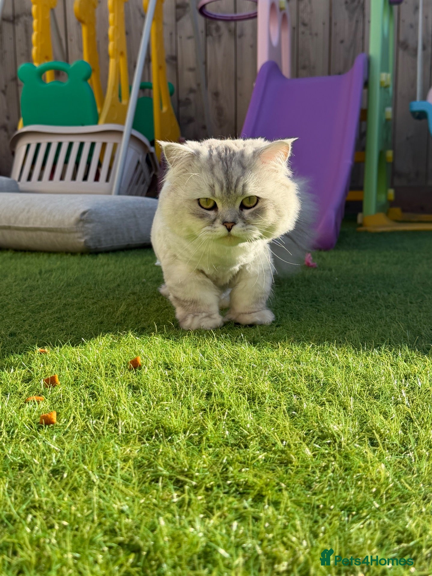 Persian cats Male Persian cat  - Advert 10