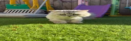 Persian cats for sale: Male Persian cat  in Sunderland - Advert 1