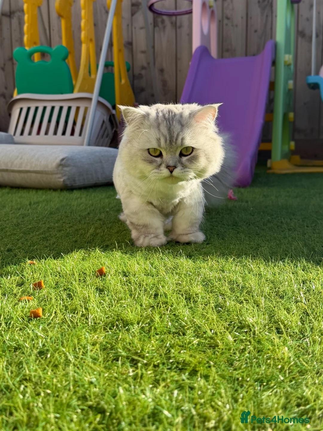 Persian cats for sale: Male Persian cat  in Sunderland - Advert 1