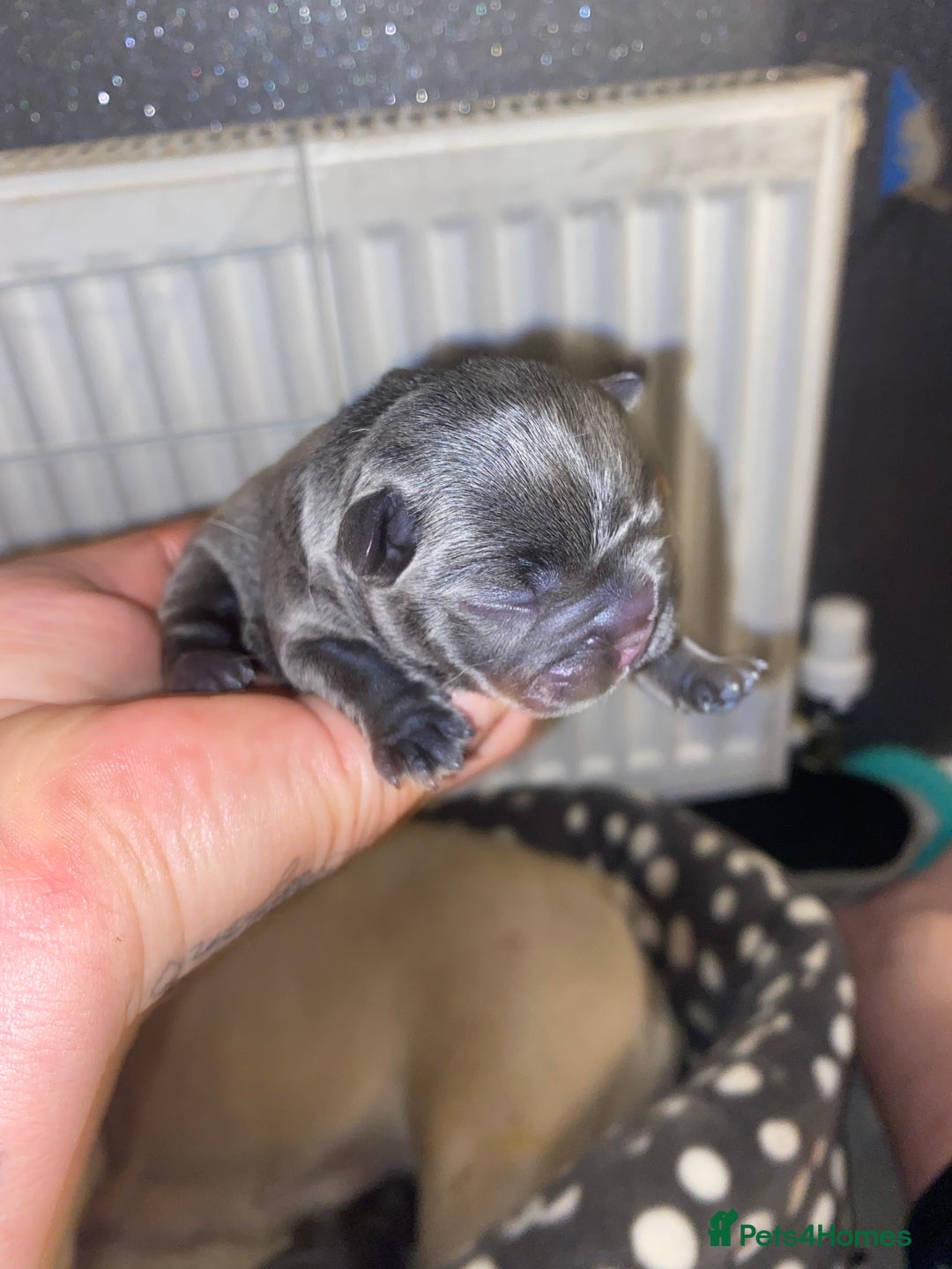 French Bulldog dogs for sale: Stunning french bulldog puppies - Advert 3