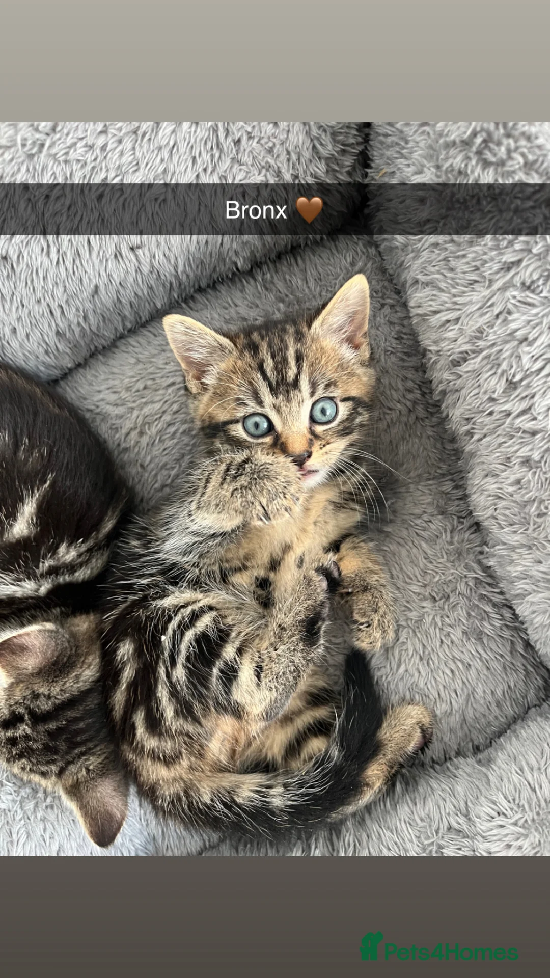 Mixed Breed cats for sale: Beautiful Tabbie Kittens 😻 - Advert 1