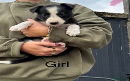 Border Collie dogs for sale: Border collie pups - Image 27