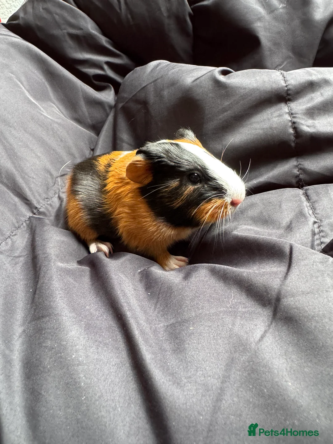 Guinea Pig rodents for sale: 6 beautiful friendly guinea pigs - Advert 13
