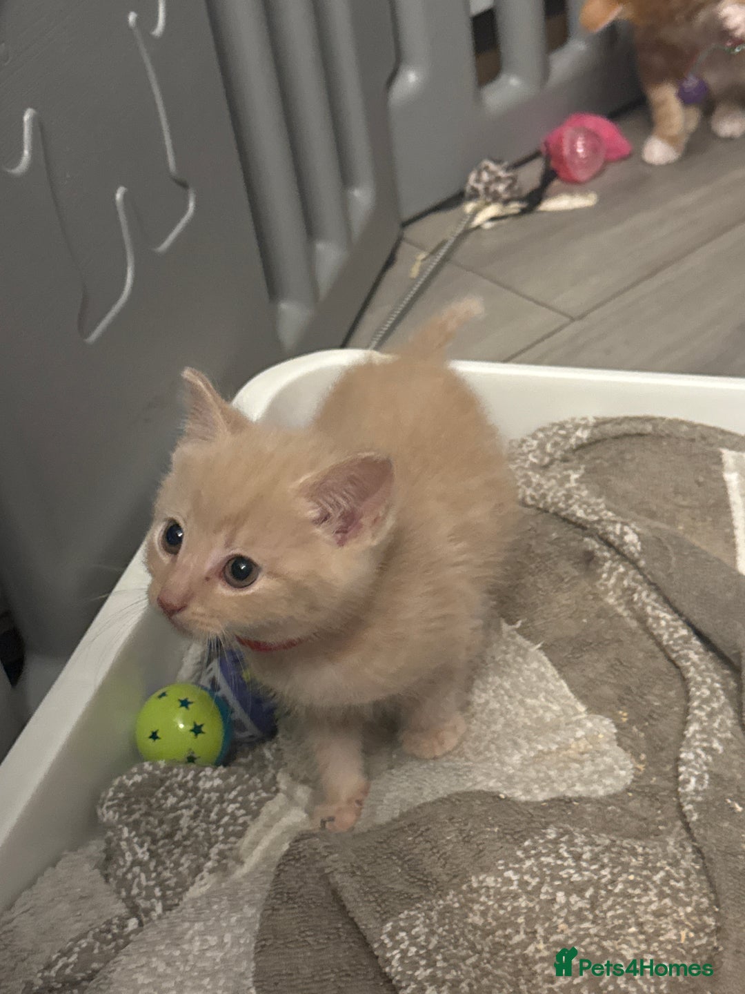 Domestic Shorthair cats for sale: Ginger kittens  - Image 15