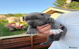 Staffordshire Bull Terrier dogs for sale: Champion Blue Staffordshire Bull Terrier Puppies - Image 1