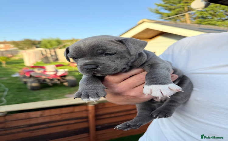 Staffordshire Bull Terrier dogs - Advert 5