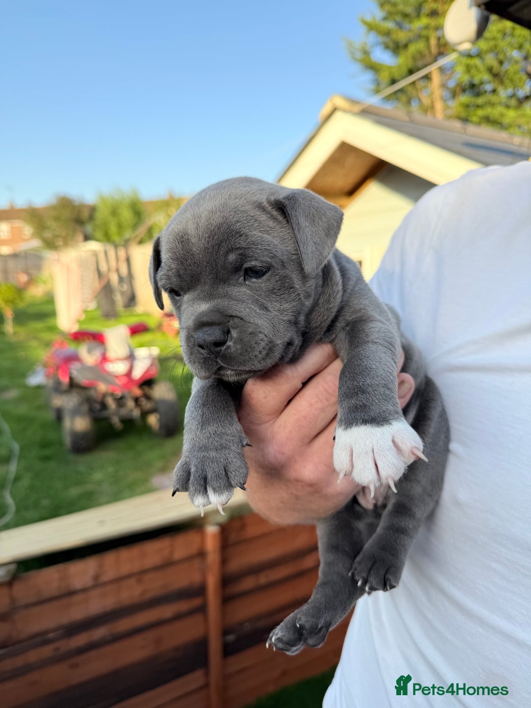 Staffordshire Bull Terrier dogs for sale: Champion Blue Staffordshire Bull Terrier Puppies - Image 1