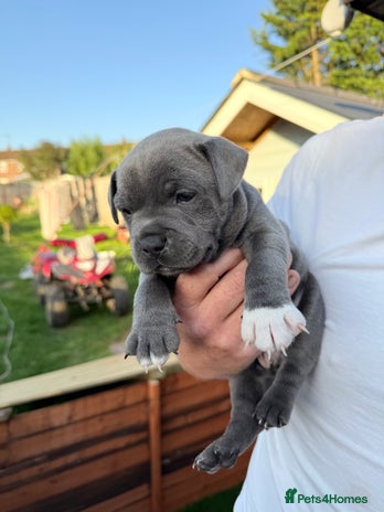 Staffordshire Bull Terrier dogs - Advert 14