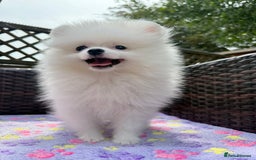 Pomeranian dogs for sale: Pom bears looking for loving homes❤️ - Image 9