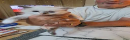Ragdoll cats for sale: Four Beautiful Ragdoll kittens  - Advert 13
