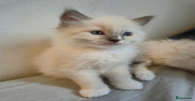 Ragdoll cats - Advert 1