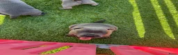 Staffordshire Bull Terrier dogs for sale: Gorgeous blue KC Staffy Pups *Champion Bloodlines* - Advert 9