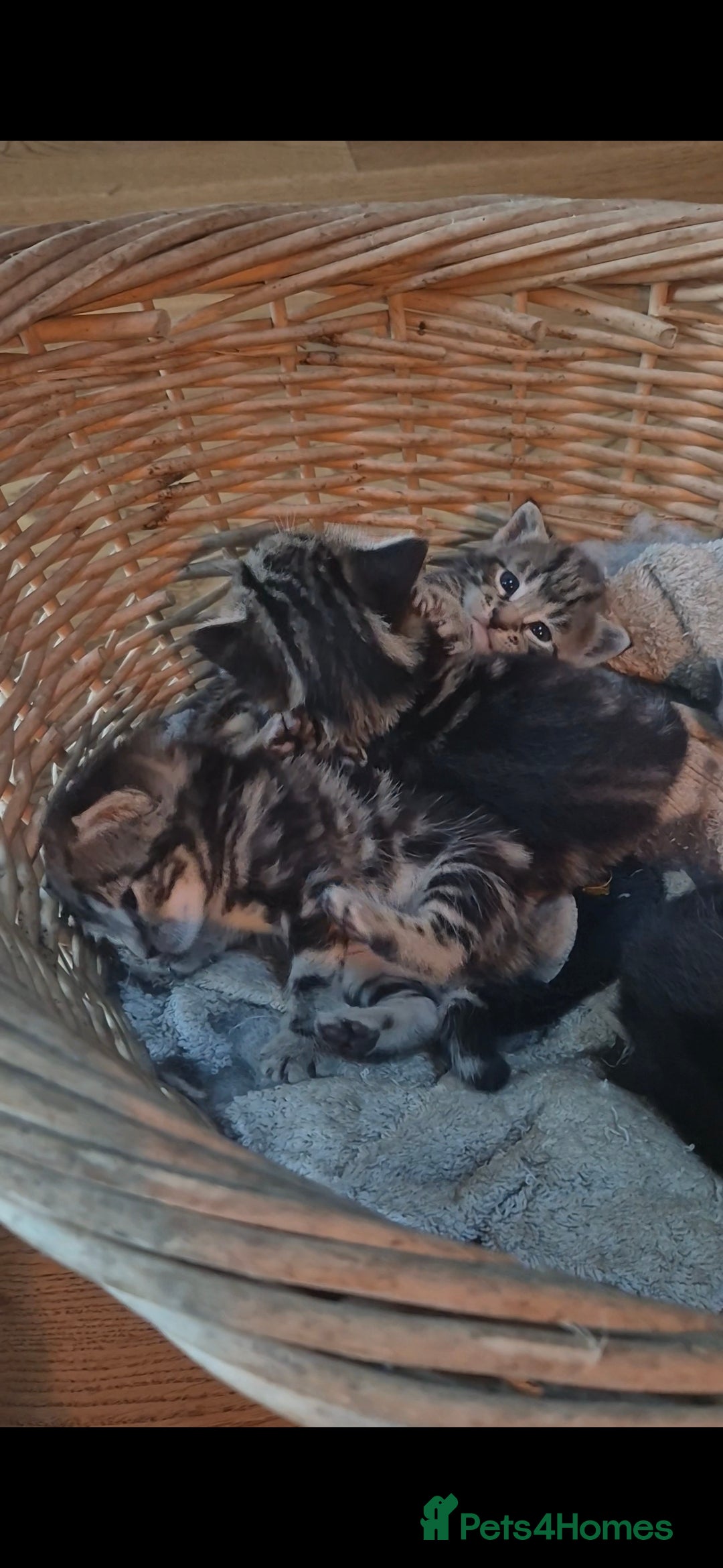 Mixed Breed cats for sale: Beautifully marked kittens - Image 3