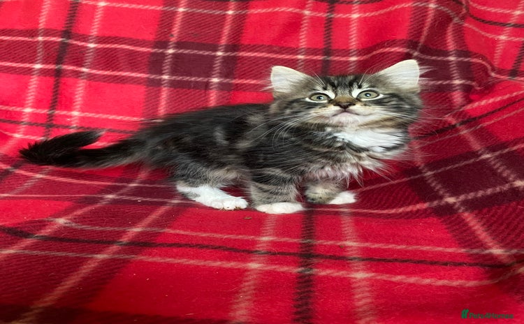 Norwegian Forest Cat cats - Advert 1