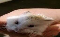 Hamster rodents for sale: Dwarf hamster - Image 4