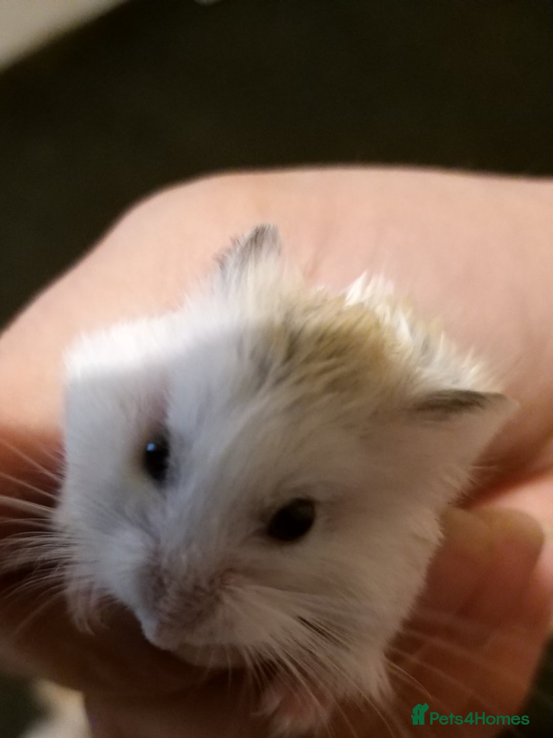 Hamster rodents for sale: Dwarf hamster - Image 4