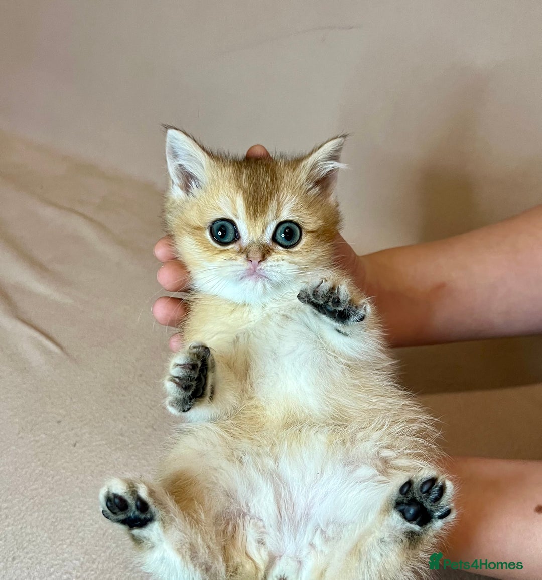 British Shorthair cats for sale: 🐾BSH Golden Kittens🐾  - Advert 25