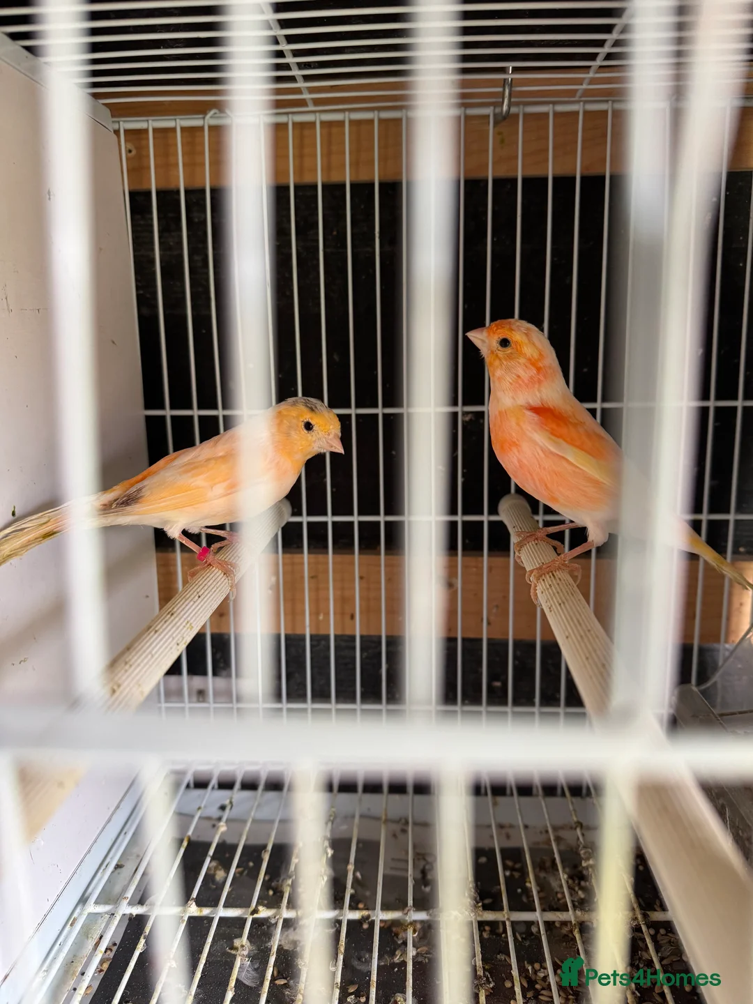Canaries birds for sale: Canary for sale - Advert 4