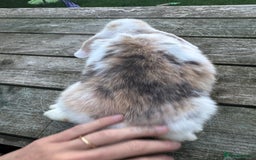 Mini Lop rabbits for sale: Mini lop boy  - Image 3