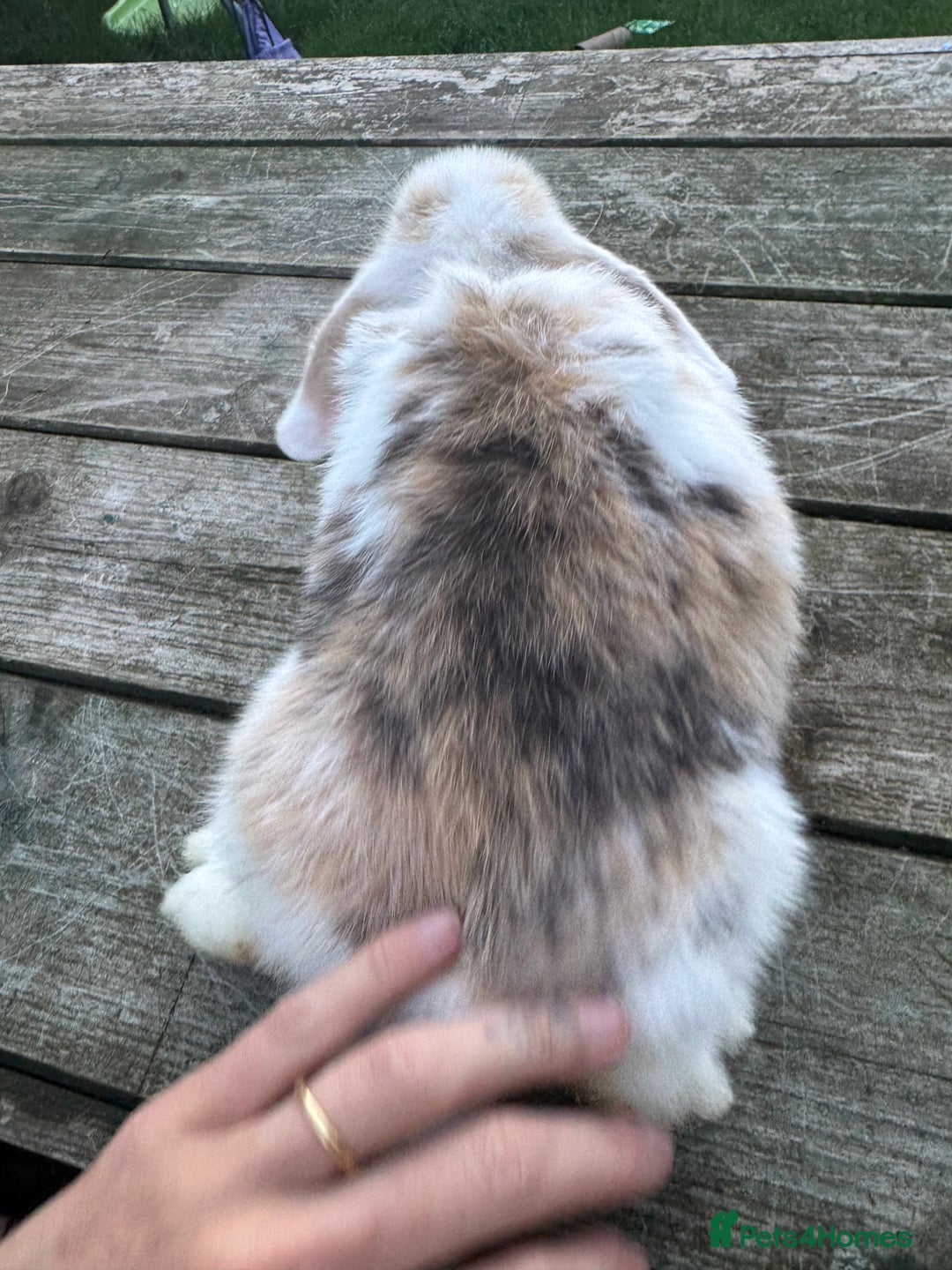 Mini Lop rabbits for sale: Mini lop boy  - Image 3
