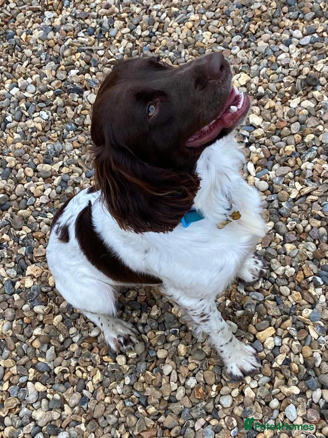 English Springer Spaniel dogs for stud: Working English Springer Spaniel Stud Health Test in Chelmsford - Advert 40