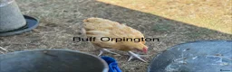 Chickens poultry for sale: Pure Breed Cockerels  - Advert 10