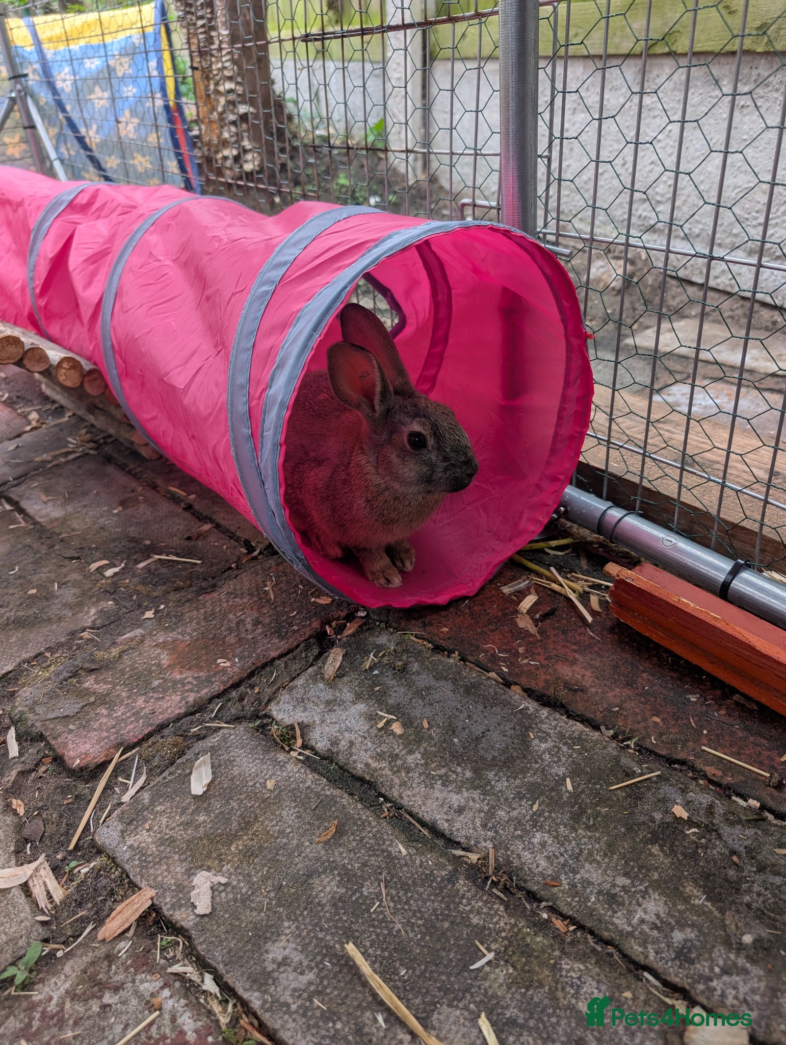Mixed Breed rabbits for sale: Baby rabbits  - Advert 3