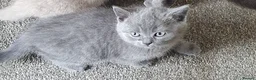 British Shorthair cats for sale: British short haired  - Advert 4