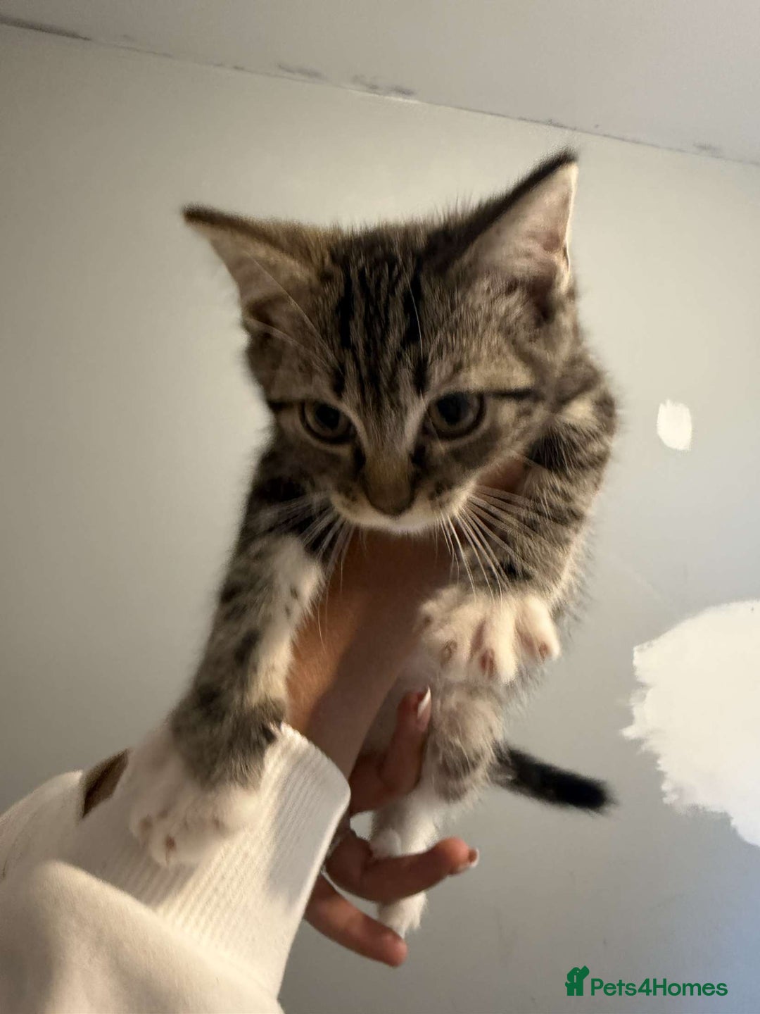 Ragdoll cats for sale: Ragdoll x bengal //// bengal x tabby - Image 35