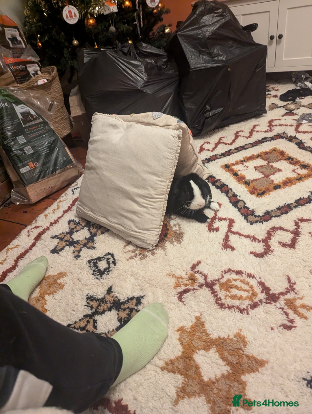 Mini Lop rabbits for sale: Mini Lop for a good home 🥰 - Image 1