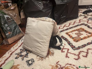 Mini Lop rabbits for sale - Advert 1