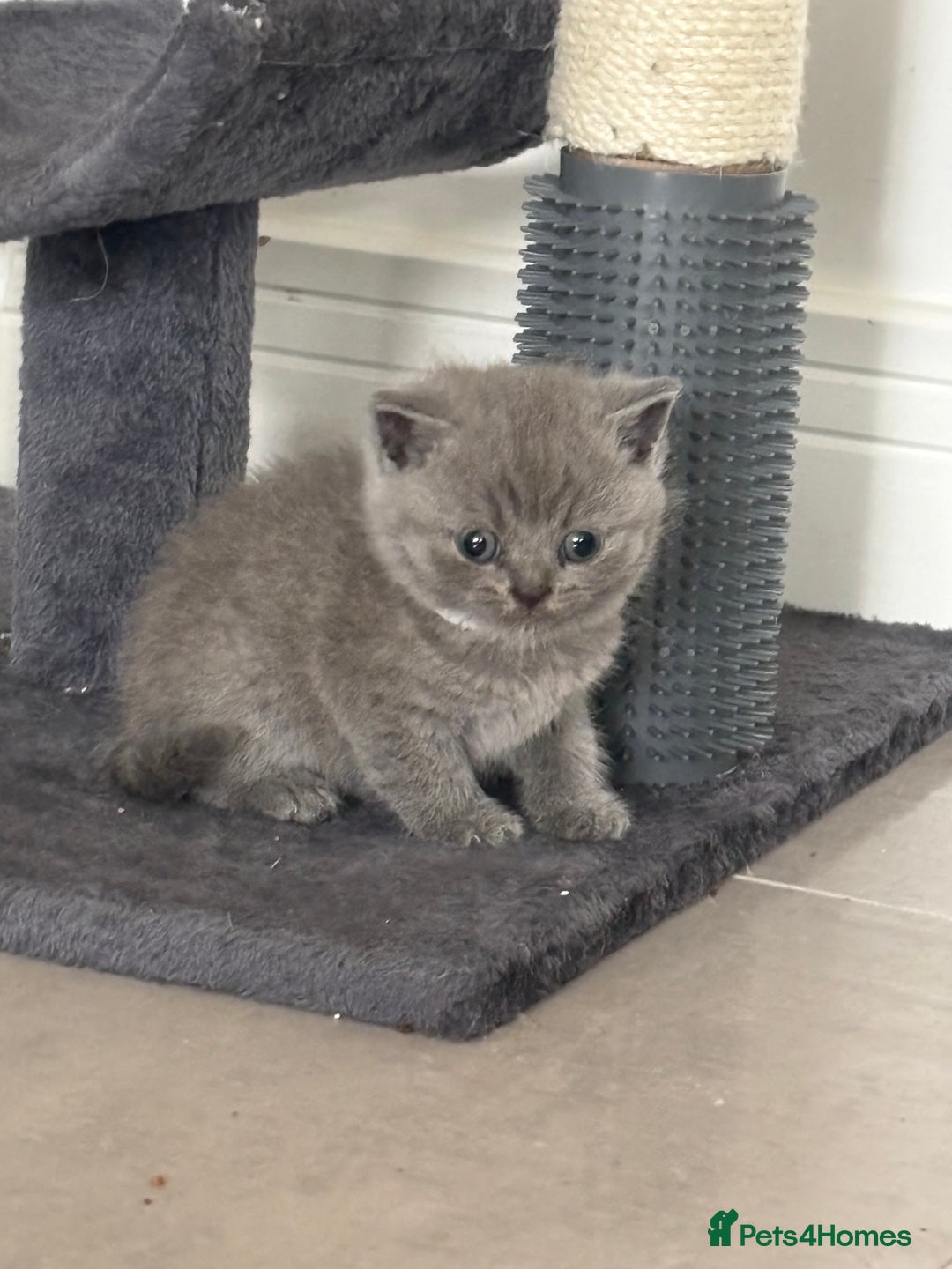 British Shorthair cats for sale: British short hair kittens  - Image 10