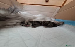 Persian cats for sale: DARK GOLDEN CHINCHILLA PERSIAN KITTEN - Image 11