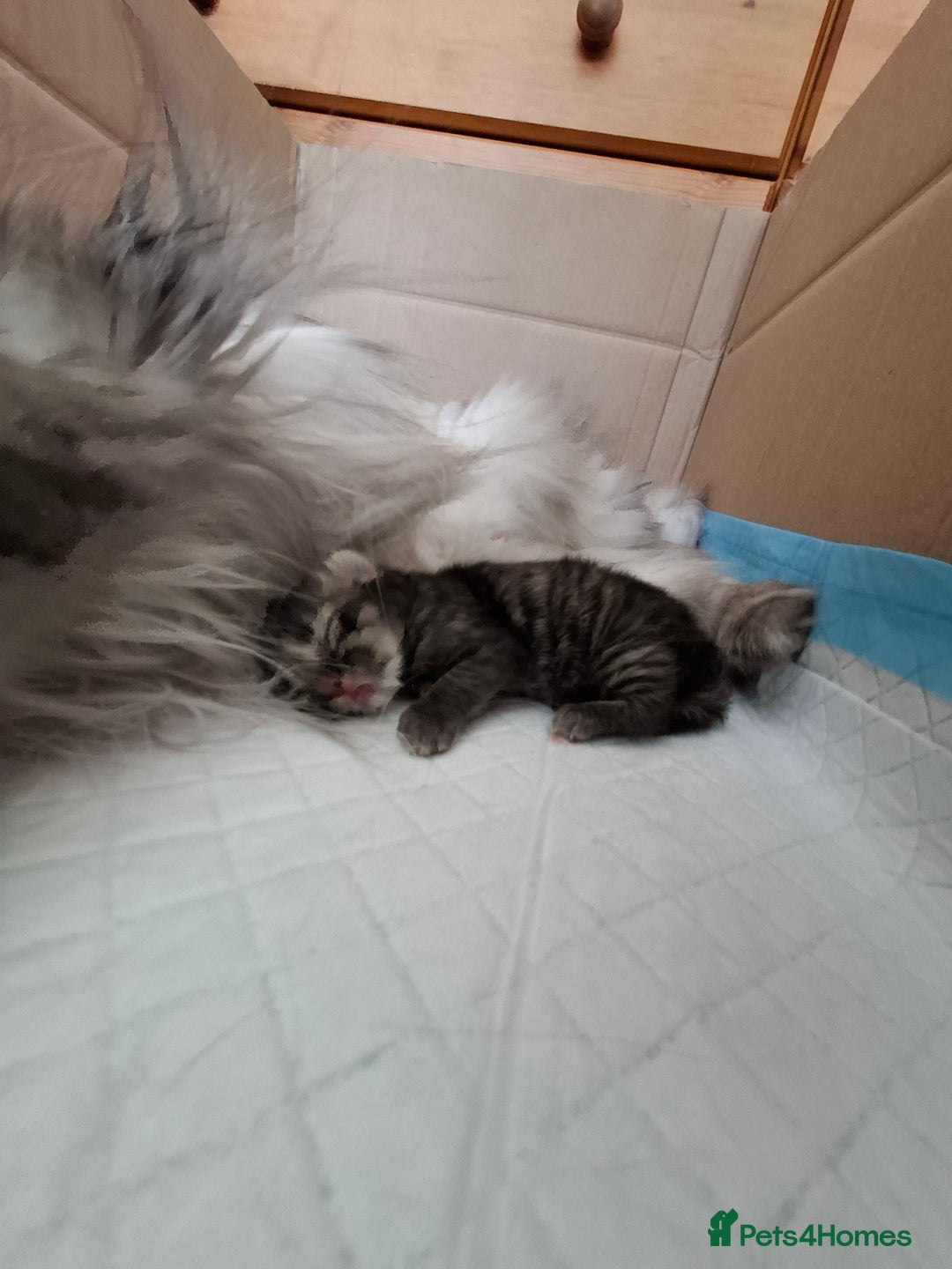 Persian cats for sale: DARK GOLDEN CHINCHILLA PERSIAN KITTEN - Image 11