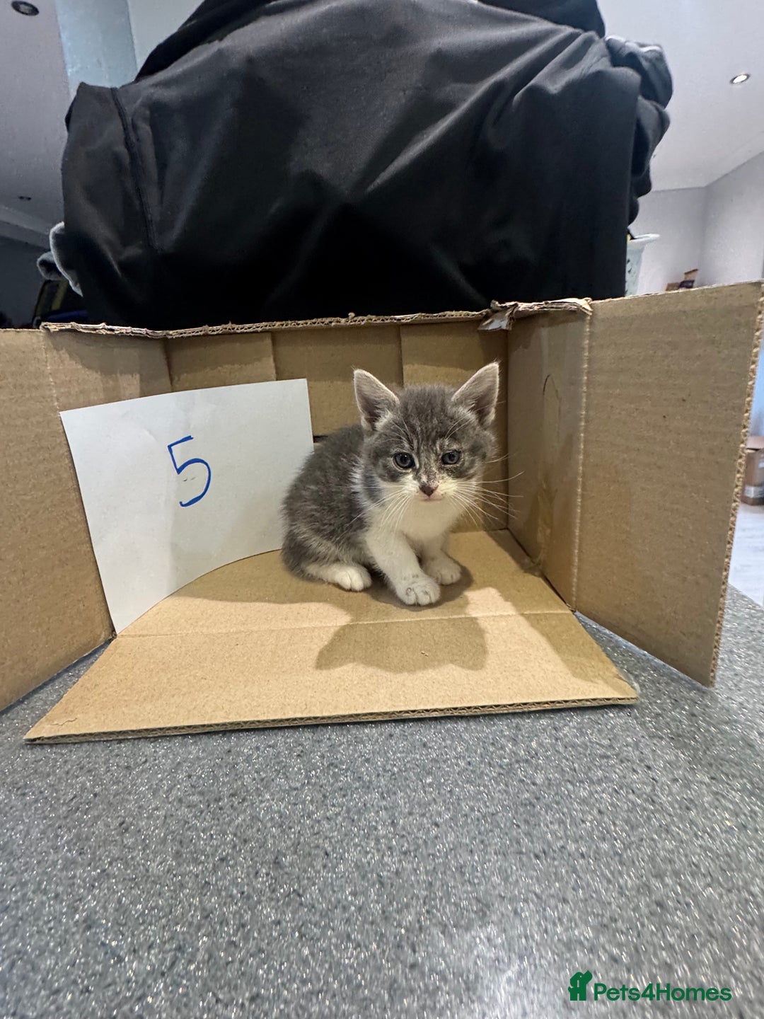 Mixed Breed cats for sale: British shorthair mix kittens  - Advert 17