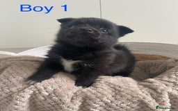 Mixed Breed dogs for sale: Jack-A-terrain puppies - Image 2