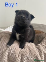 Mixed Breed dogs - Advert 9