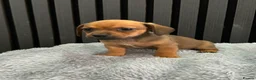 Chiweenie dogs for sale: Cute Chiweenie Boys - Advert 10