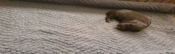 Cocker Spaniel dogs for sale: KC registered working Cocker Spaniels  in Hereford - Advert 7