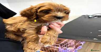 Cavapoo dogs - Advert 1