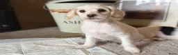 Jackapoo dogs for sale: Gorgeous jackapoo pups ready now  - Advert 16