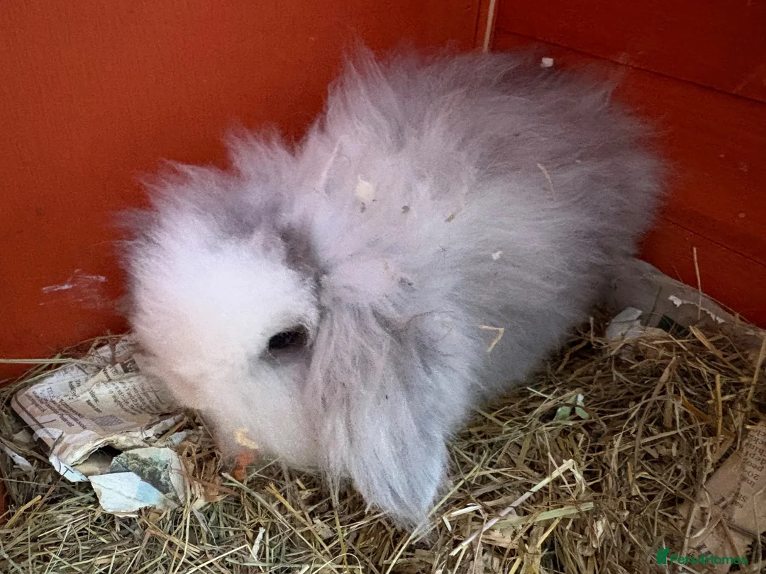 Mixed Breed rabbits for sale: Male Baby Rabbit lion/lop bunny - Advert 2